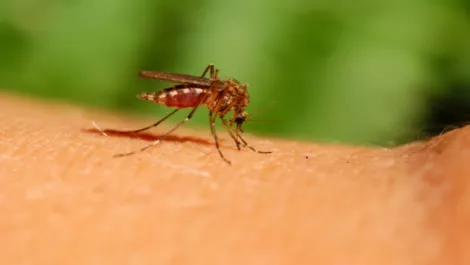 Wynyard releases Mosquito crime analytics software