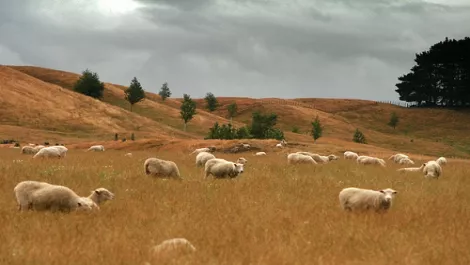 Report: Rural NZ left behind without broadband
