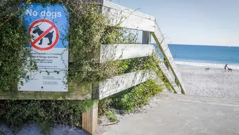 Dog walkers frequently flout Ōmanu Beach ban, says local
